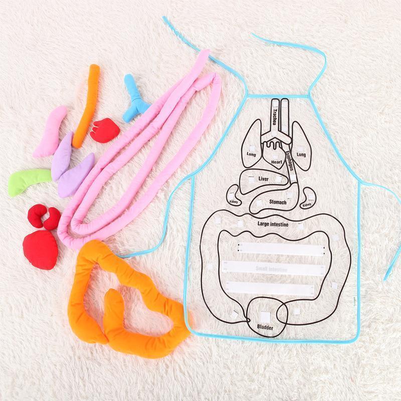 Body Anatomy Apron - An Educational Toy for Children